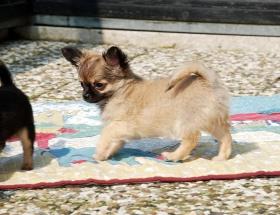 Zuckers��e Chihuahuawelpen - abgabeberei