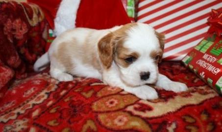 Kavalier Welpen zur Adoption. 