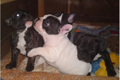 Franz�sische Bulldoggenwelpen mit Ahnent