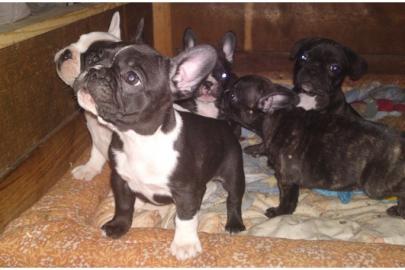 Franz�sische Bulldoggenwelpen mit Ahnent