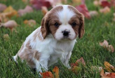 Cavalier-King-Charles Spaniel mit Papier