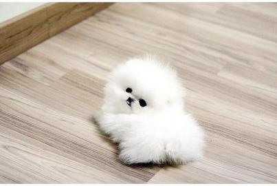 Super~s��e~Zwergsp itze~Pomeranian~ welp