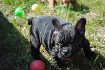 Franzsische Bulldoggen Welpe 11 Wochen