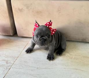 Franz�sische Bulldogge, Welpe,