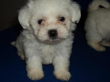 Verkauf sch�ne Welpen Maltese