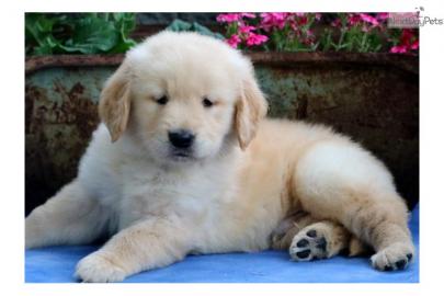 Golden Retriever
