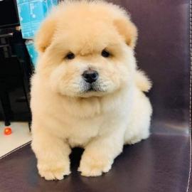 Chow Chow Welpen whatsapp nummer +436811