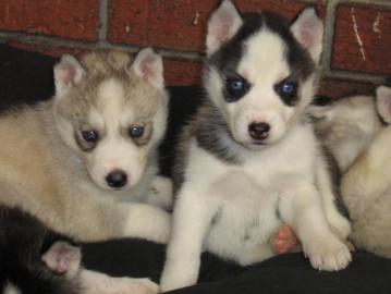 Sibirische Husky Welpen