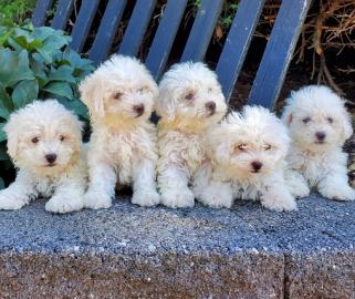 Bichon Frise Welpen zu verkaufen