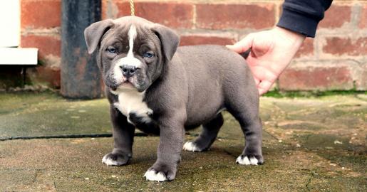 S??e American Pitbull Blueliner Welpen
