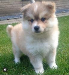 m?nnliche und weibliche pomsky Welpen