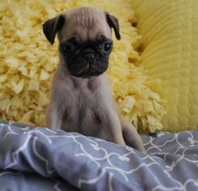 mops welpen