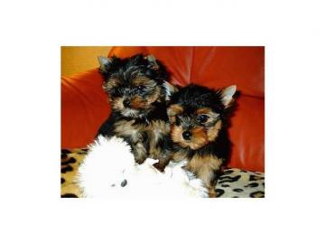 reinrassige Yorkshire Terrier Welpen (kl