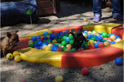 Liebevoll Franz�sische Bulldoggen aus V