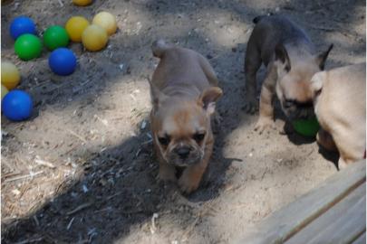 Liebevoll Franz�sische Bulldoggen aus V