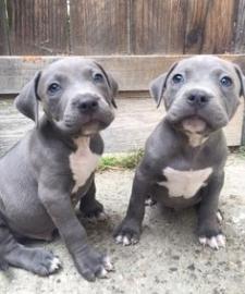 American Pitbull Terrier Welpen (Rednose