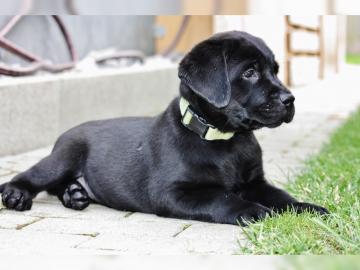 wunderschoene labradorwelpen suchen neue