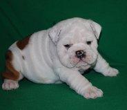 Englische Bulldogge Welpen