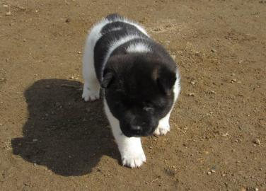Akira puppy with papers