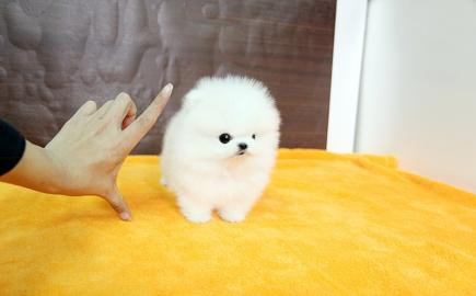 Zwergspitz Pomeranian Welpen Black / and