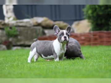 Reinrassige Franz?sische Bulldogge Welpe