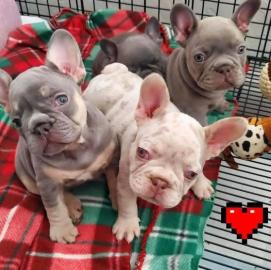 Franz�sische Bulldogg Welpen whatsapp nu