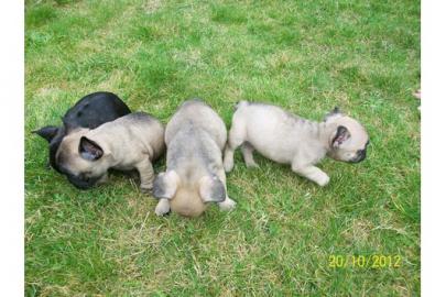 Franz�sisch Bulldogge-Welpen