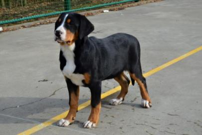 Grosser Schweizer Sennenhund - FCI Pap. 