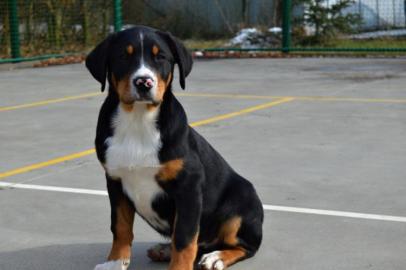 Grosser Schweizer Sennenhund - FCI Pap. 