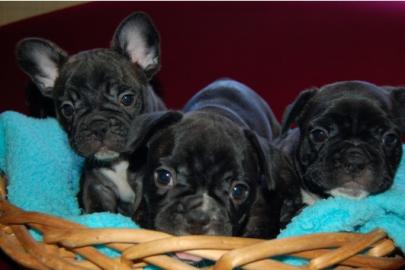2 S�sse Franz�sische Bulldoggen