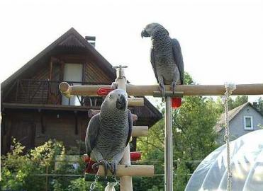 2 Graupapageien Jungtiere in Liebevolle