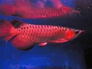 Asiatischen Arowana Fische
