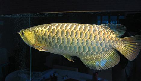 Asiatischen Arowana Fische