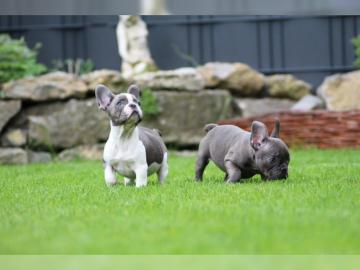 S??e Franz?sische Bulldoggen Welpen