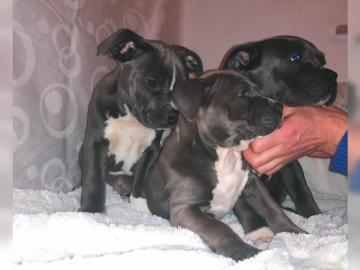 Amstaff Blueliner Welpen Abgabe bereit. 