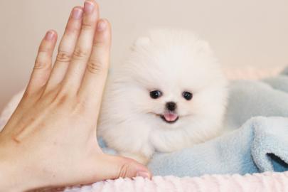 Pomeranian-Welpen bereit, gute Familie