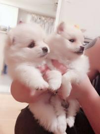 Pomeranian-Welpen bereit, gute Familie