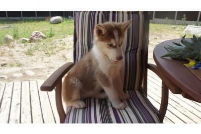 Mini Supers��e Siberian husky  Mix