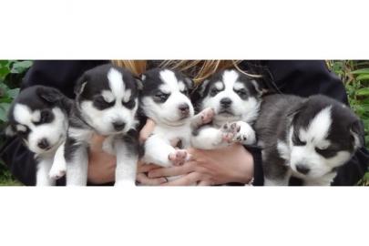 Mini Supers��e Siberian husky  Mix