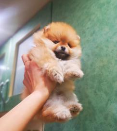 Reinrassig Pomeranian Zwergspitz welpen