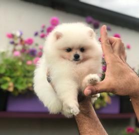 Reinrassig Pomeranian Zwergspitz welpen