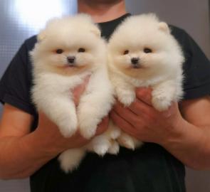 Reinrassig Pomeranian Zwergspitz welpen