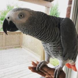 BABY GRUPAPAGIE