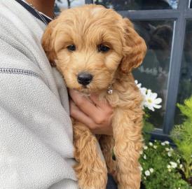 Az Schone Labradoodle Welp