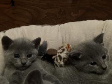 Russisch Blau Kitten mit Stb. , Abgabeber