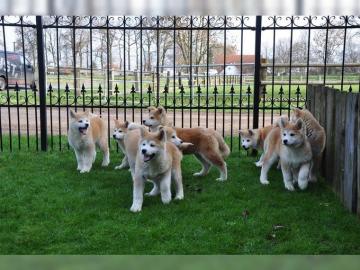 Pr�chtige Akita Inu Welpen in rot abzuge