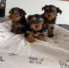 Yorkshire Terrier Welpen