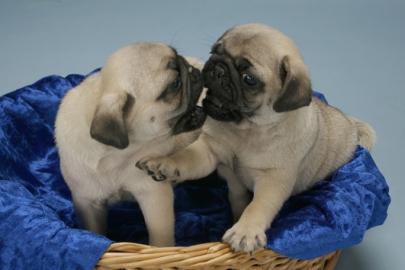 Mops Welpen schwarz und beige