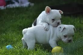 Franz�sische Bulldoggen Welpen
