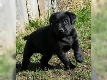 Reinrassige Labrador Retriever Welpen